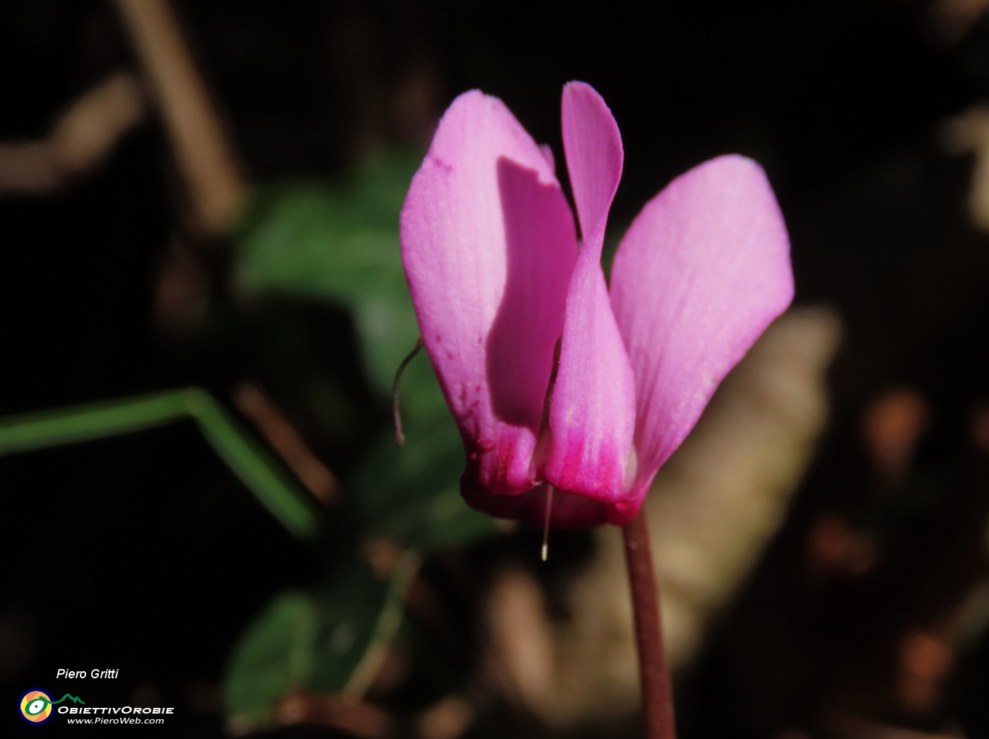 25 Iniziano i Ciclamini (Cyclamen)).JPG